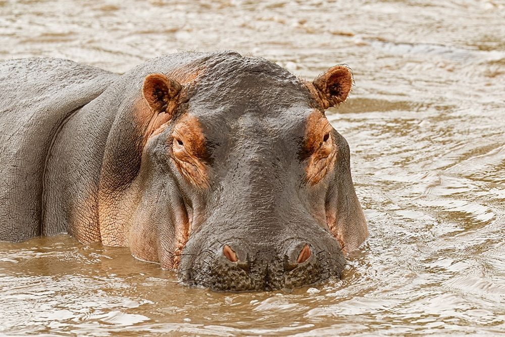Hippopotamus-Hippopotamus amphibius-Serengeti National Park-Tanzania-Africa art print by Adam Jones for $57.95 CAD